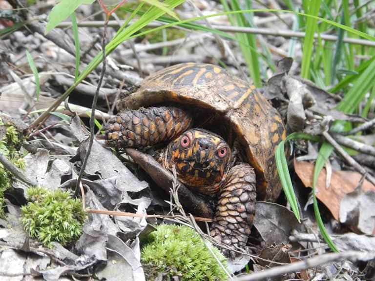 Prescribed fires burn turtles but may help egg-laying females - The ...