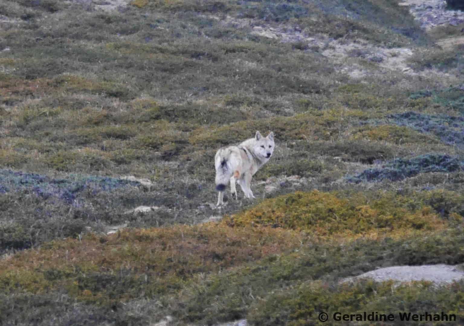 Zijn Himalaya wolven een unieke soort? | Company Pride