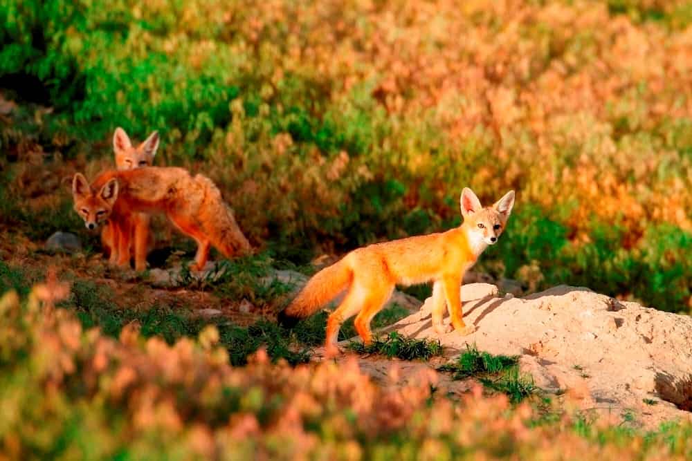 Fleas drive kit foxes to bounce from den to den - The Wildlife Society