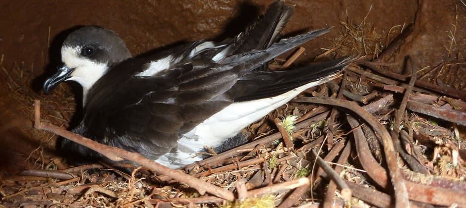 Remote-controlled device helps trap box-nesting birds - The Wildlife Society