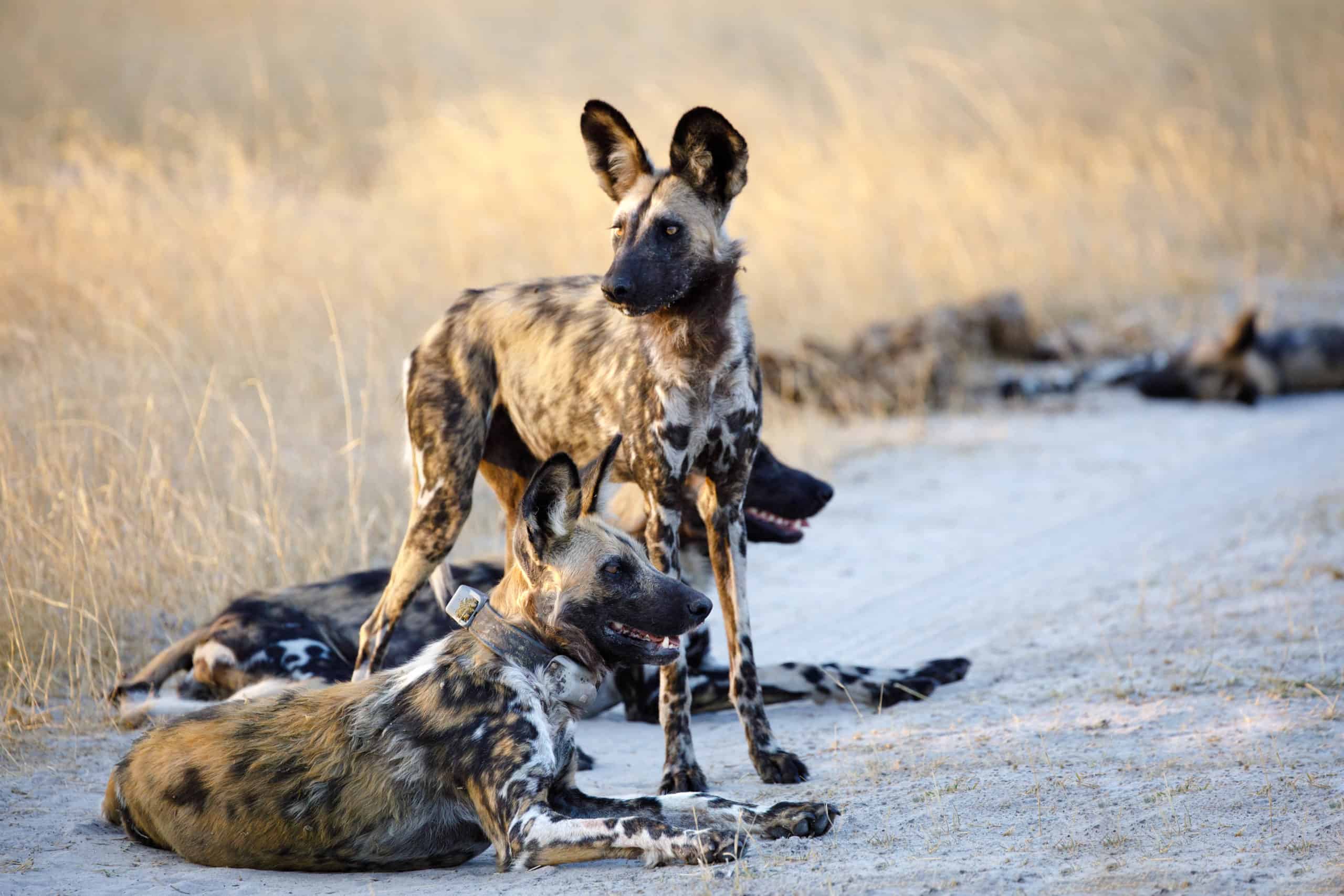 African-wild-dogs-6-scaled