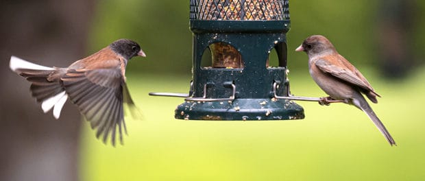 Campaign highlights birds’ benefits to humans | THE WILDLIFE SOCIETY