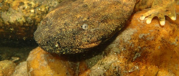 Underwater videos improve hellbender conservation | THE WILDLIFE SOCIETY