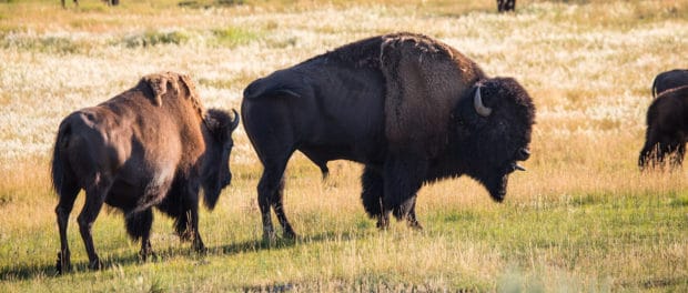 New Bison Conservation Initiative Focuses On Genetic Diversity The