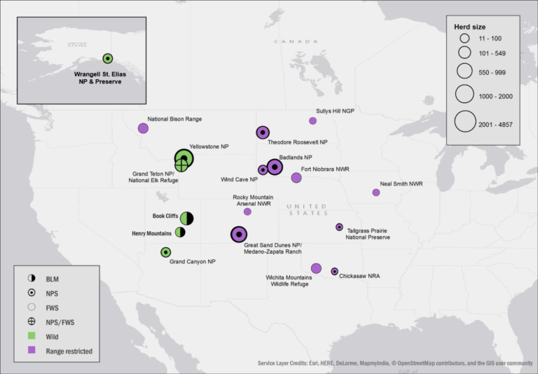 New bison conservation initiative focuses on diversity The
