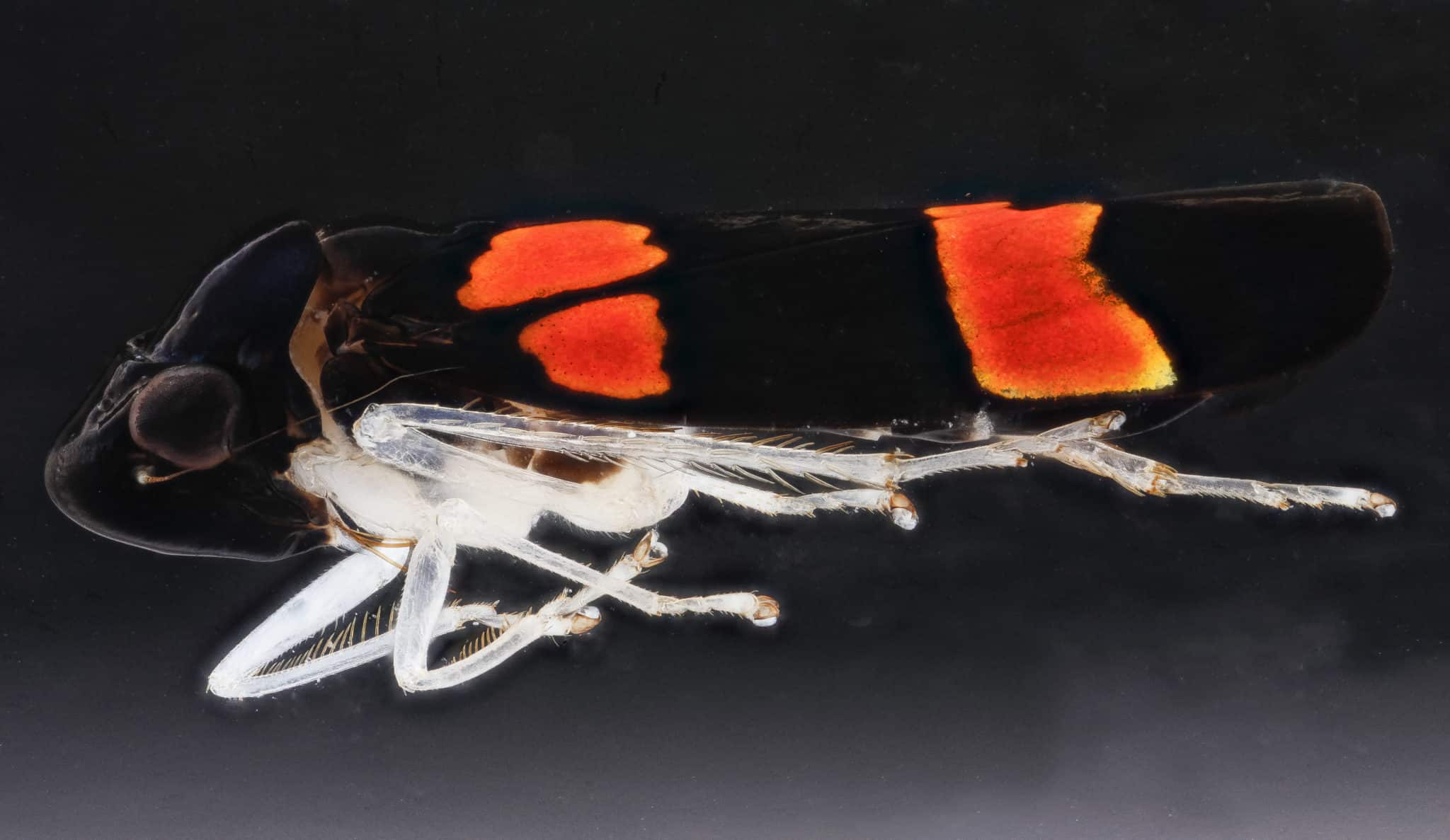 Light pollution a major driver of world insect declines The Wildlife