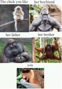 Monkey Meme