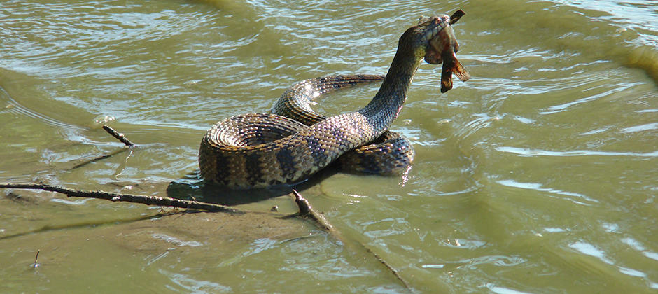 wetland snakes