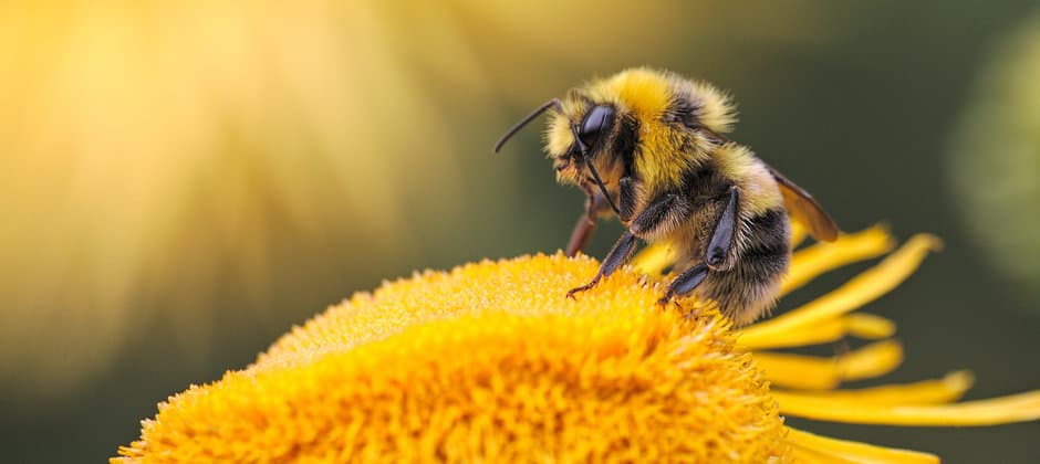 Bumblebees Bite Leaves of Flowerless Plants to Stimulate Earlier