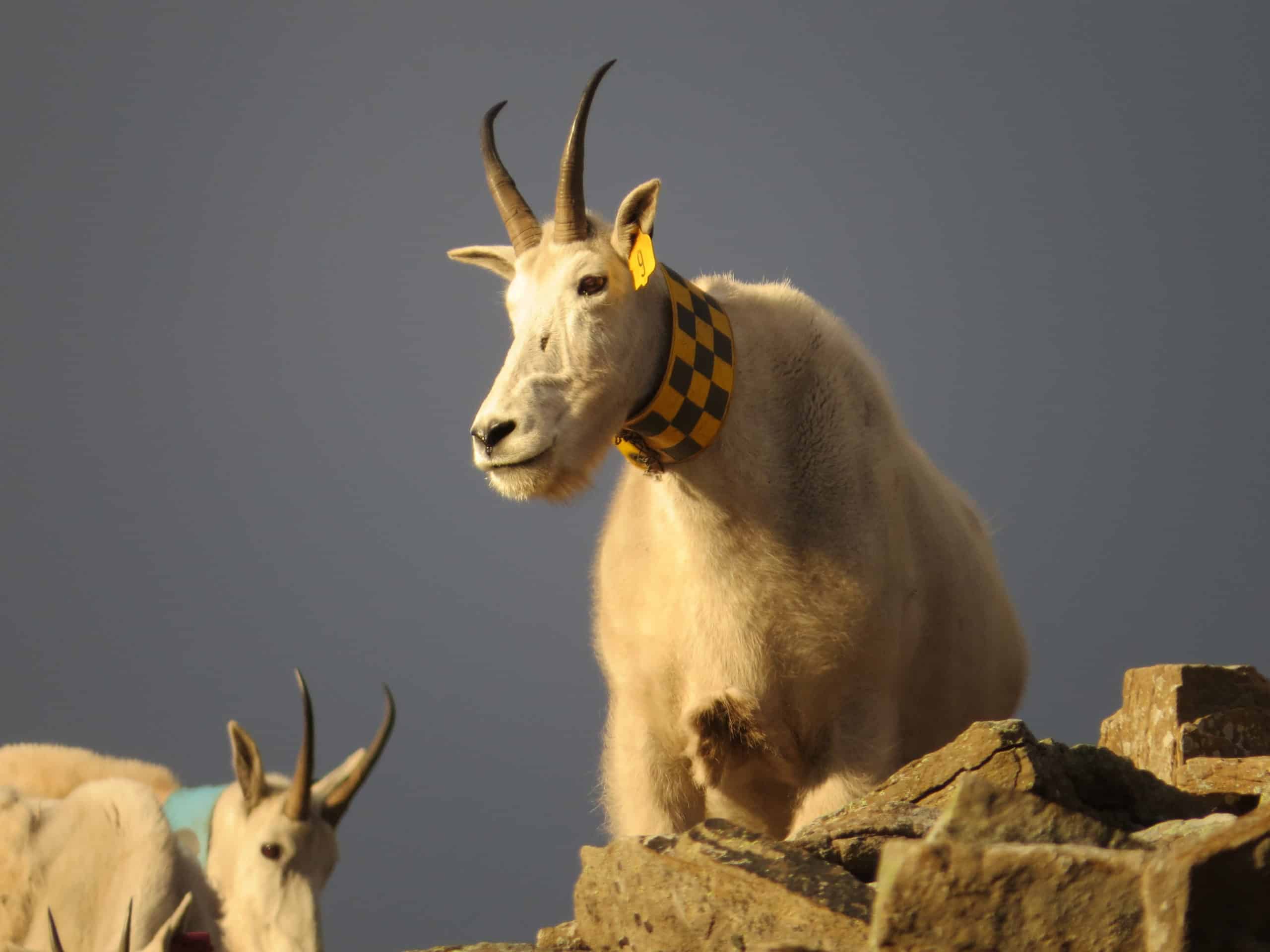 Wild Cam: Predators stress mountain goats - The Wildlife Society