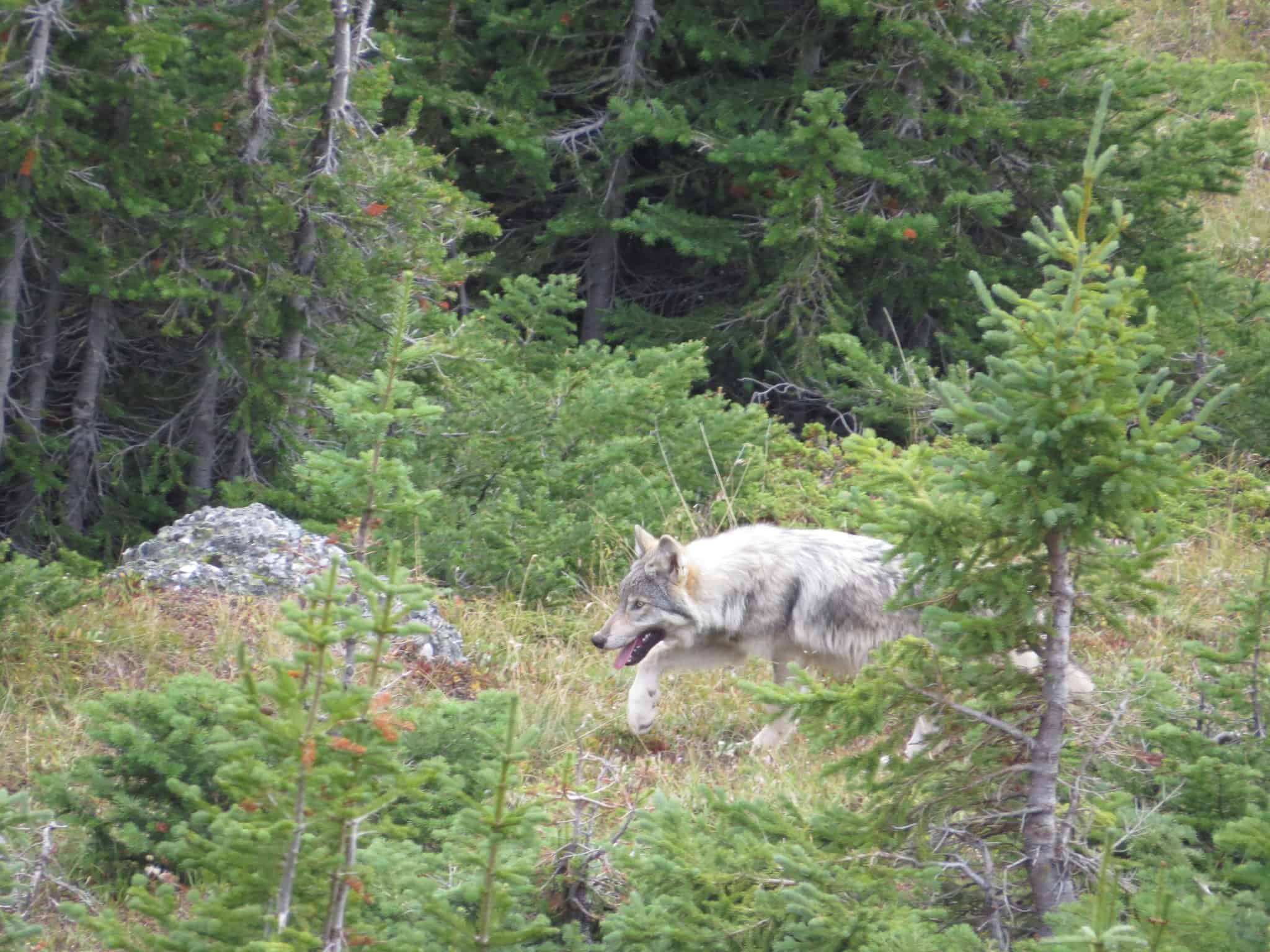 Wild Cam: Predators stress mountain goats - The Wildlife Society