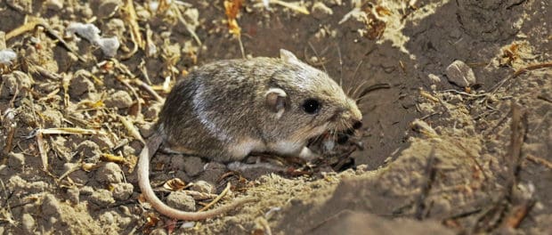 pocket mouse in desert
