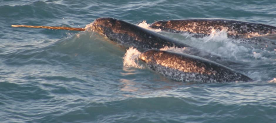 Inuit hunting techniques help researchers track narwhal - The Wildlife  Society