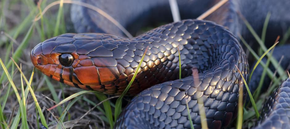 More Indigo Snakes Need To Be Released For Reintroduction Success The Wildlife Society