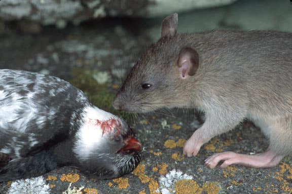 DNA analysis can help e-rat-ication efforts on Haida Gwaii - The Wildlife  Society