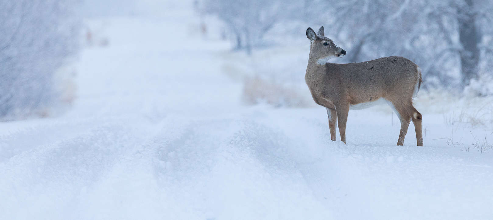 New lighting system helps deer avoid vehicles at night - The Wildlife  Society