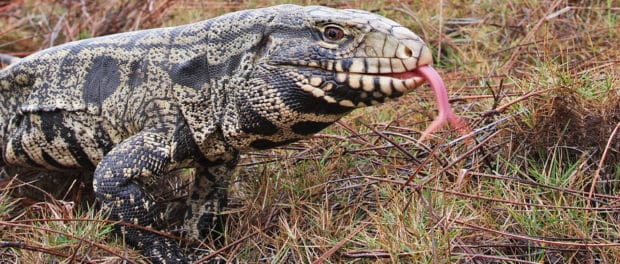 Invasive Tegu Spotted In South Carolina - The Wildlife Society