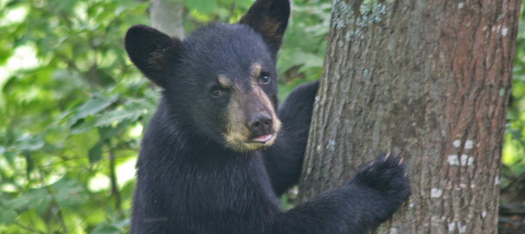 Busy Summer For Wisconsin Bear Cub Rehab The Wildlife Society
