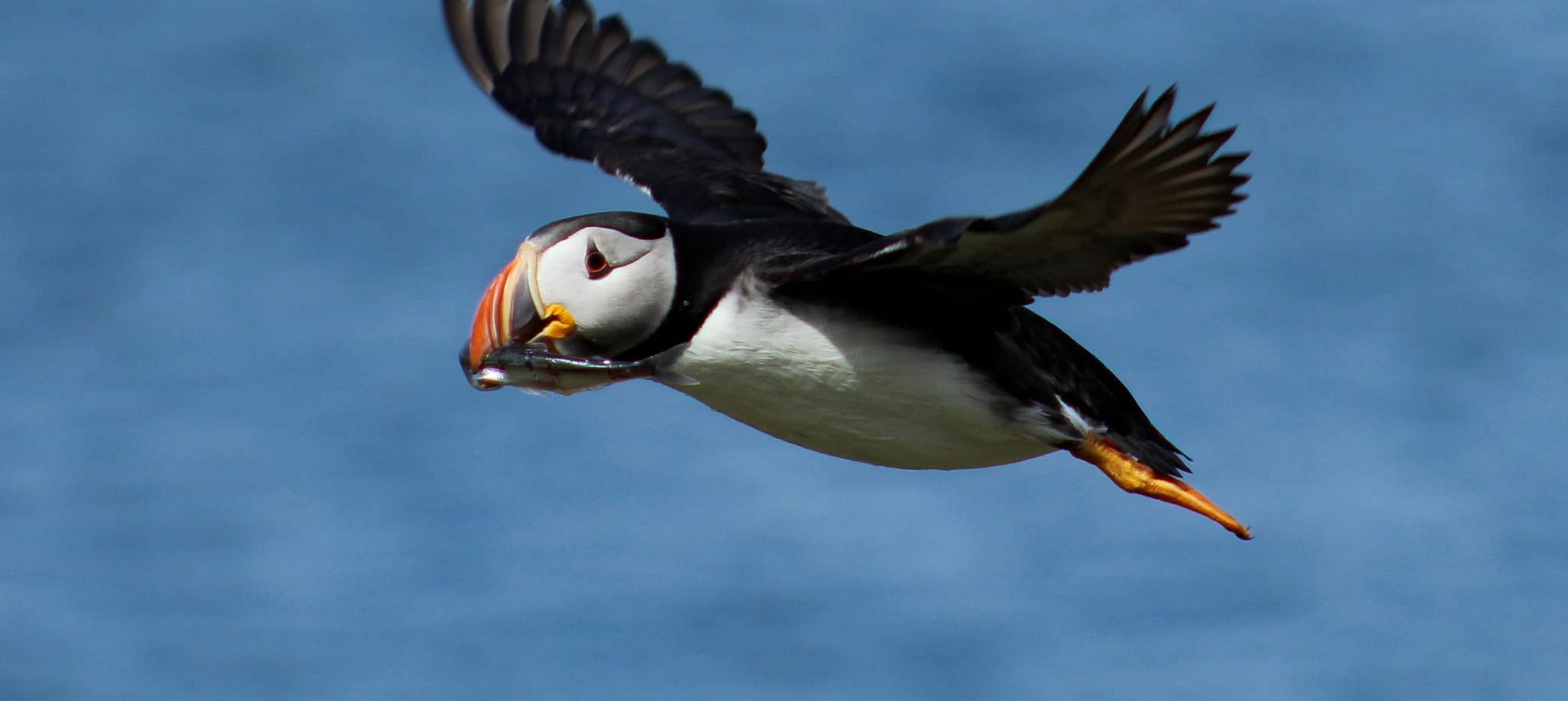Wild Cam Herring gulls steal food from hardworking puffins The