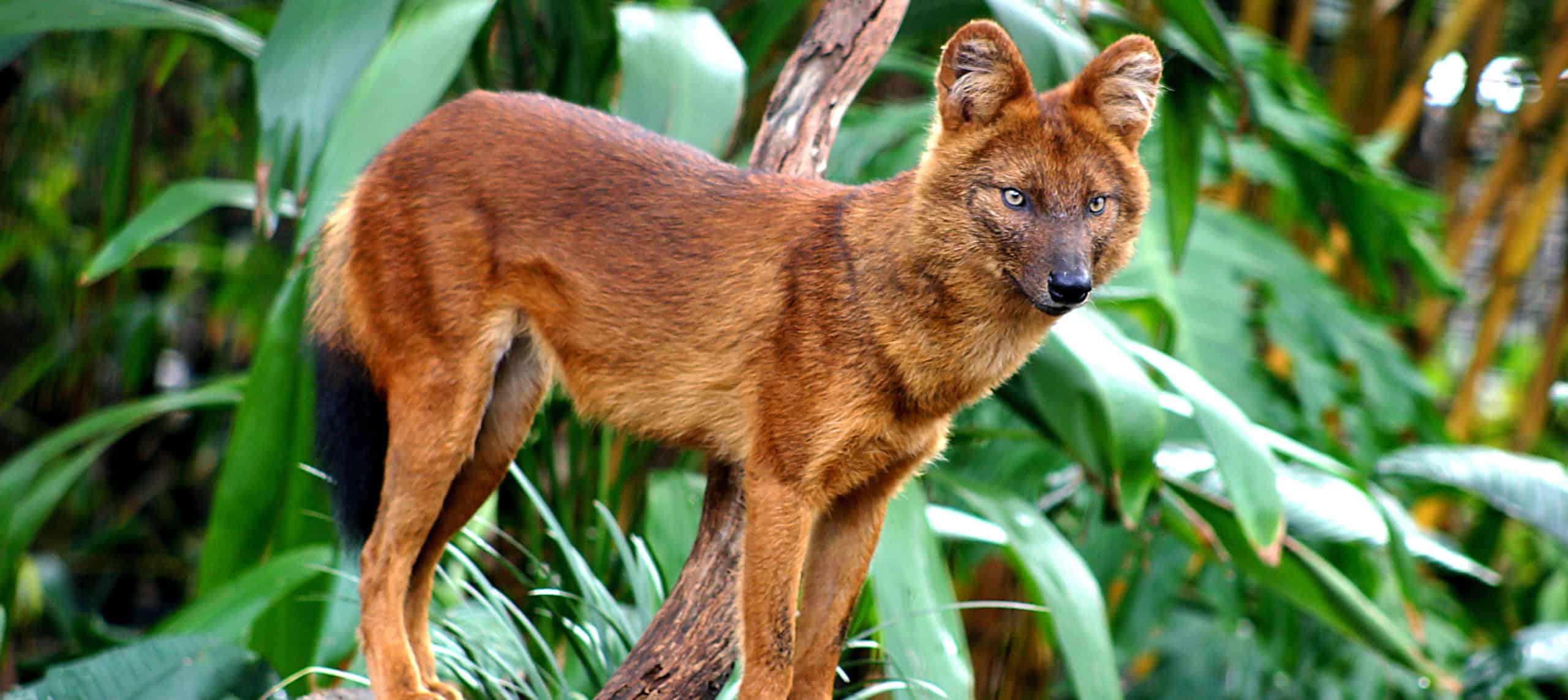 dholes Archives - The Wildlife Society