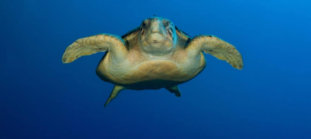 Loggerhead behavior changes during hurricanes - The Wildlife Society