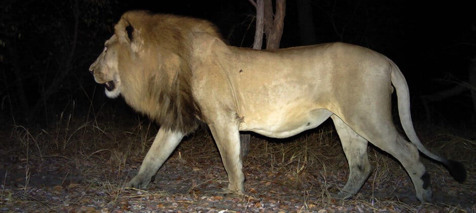 TWS2020: Angola mammals avoid humans after 30-year civil war - The Wildlife  Society