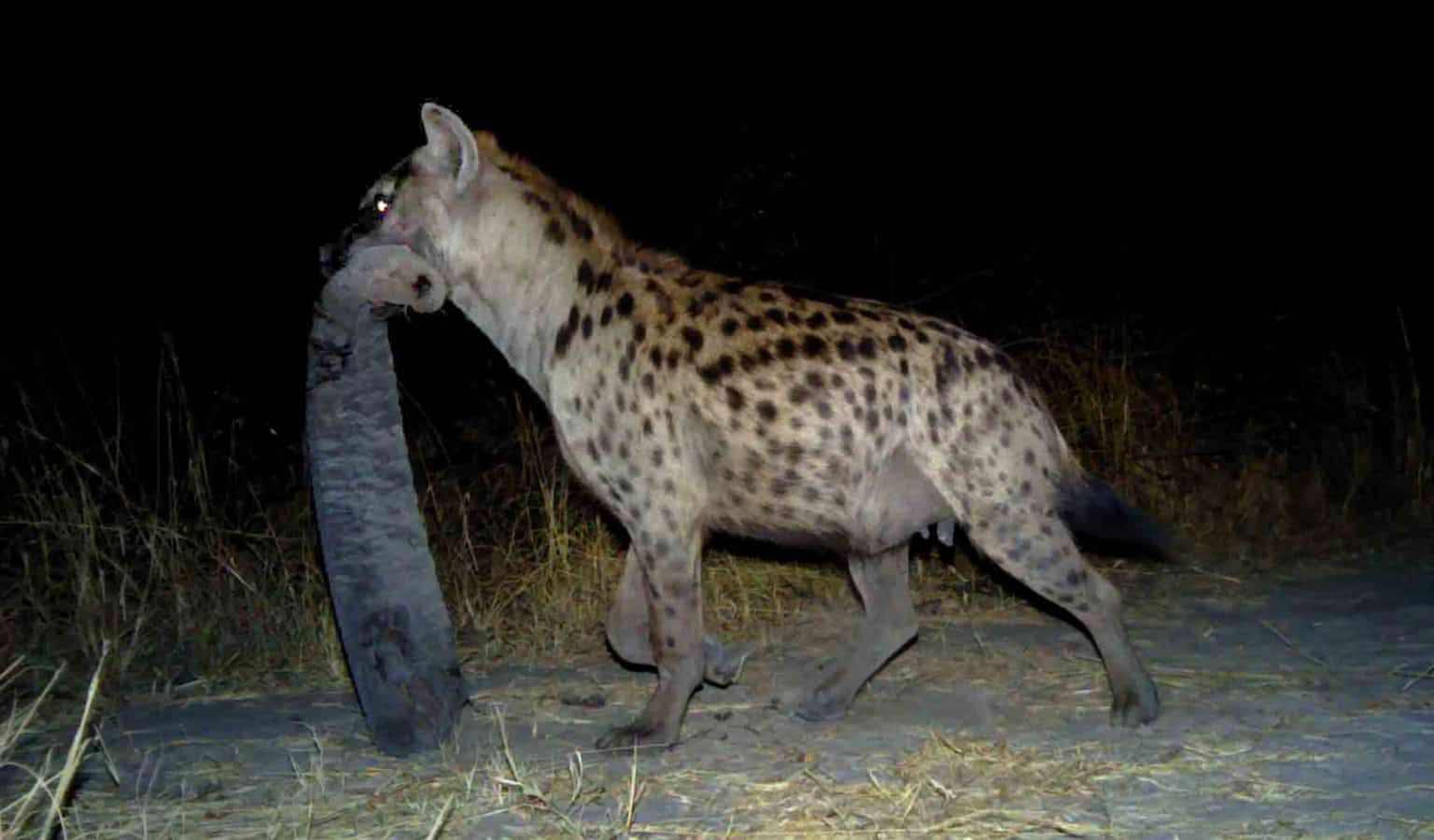 TWS2020 Angola mammals avoid humans after 30year civil war The