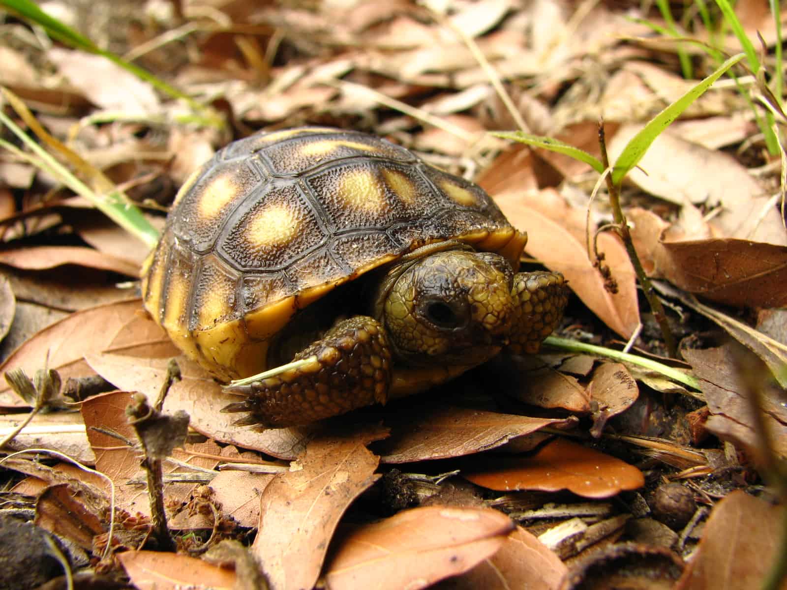 JWM: Gopher Tortoise Translocations Deemed A “remarkable Success” - The ...