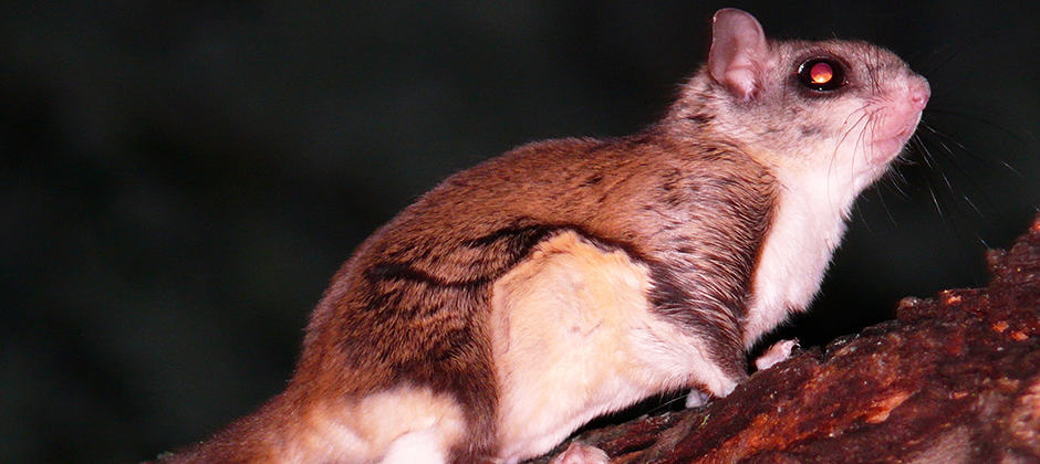 TWS2020: How does fragmentation affect flying squirrels? - The