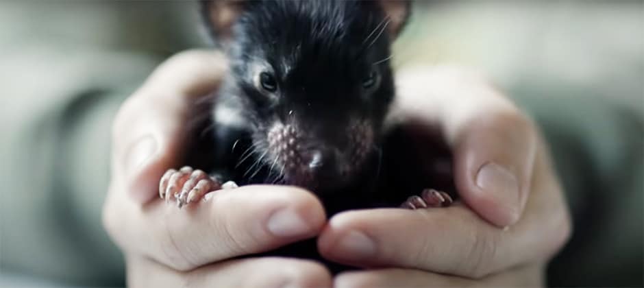 Watch Tasmanian Devils Return To Mainland After 3 000 Years The Wildlife Society