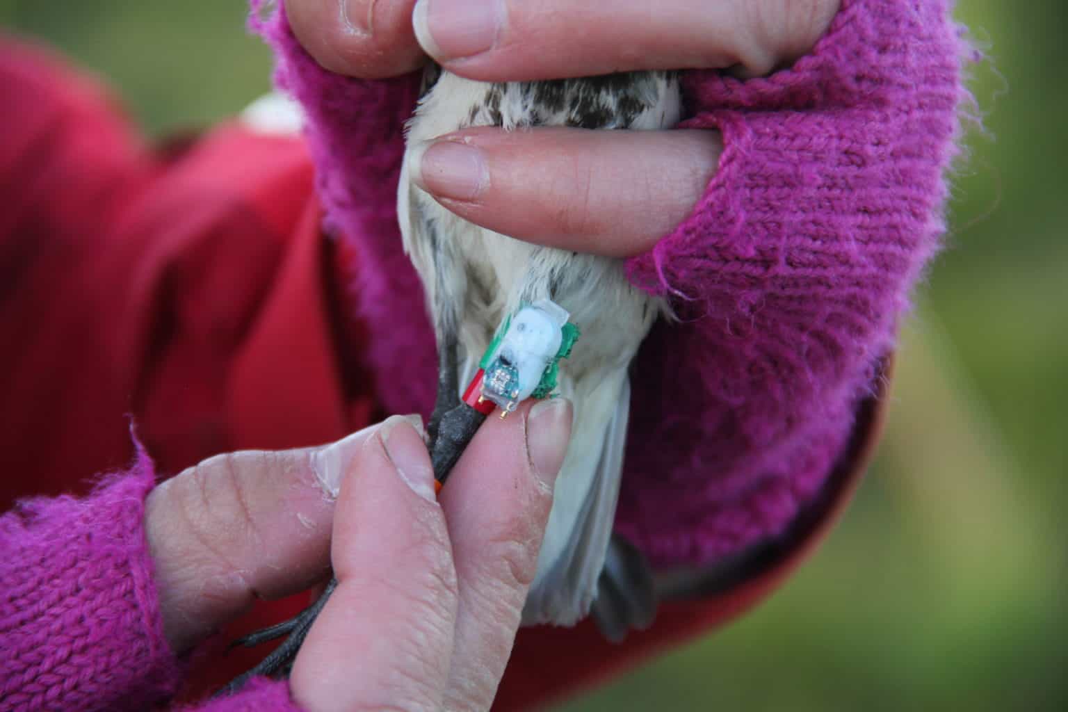 BIRDS REMOVE TRACKING DEVICES