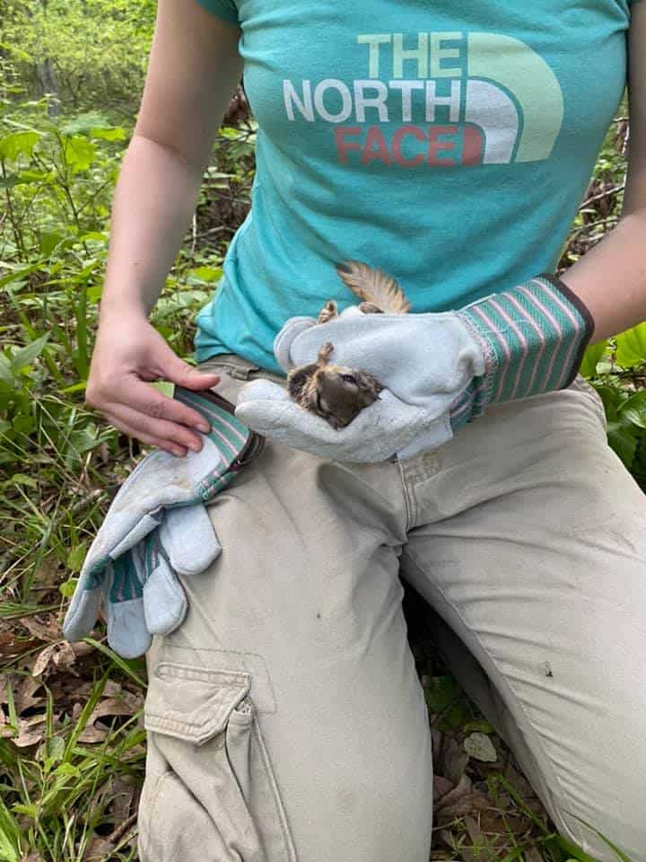 TWS2020: How does fragmentation affect flying squirrels? - The Wildlife ...