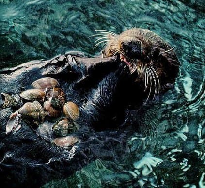 sea-otters-bears-5