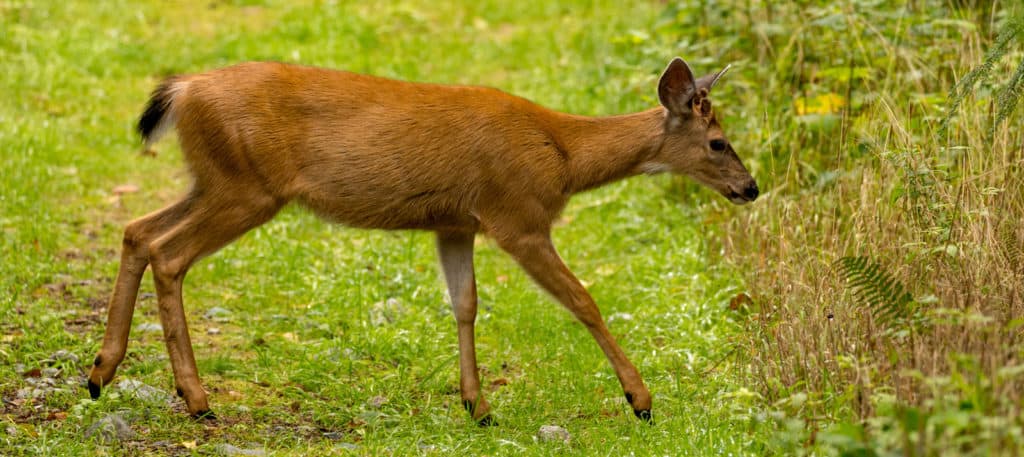 Adenovirus Hemorrhagic Disease confirmed in BC deer - The Wildlife Society