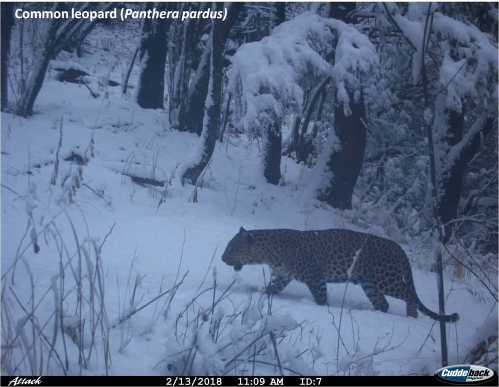 Wild Cam Snow leopard spotted at lowest known elevation in southern