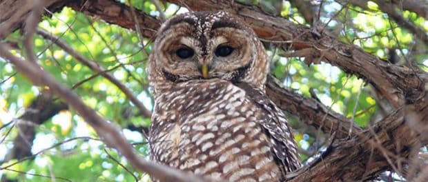 Agencies agree to do more to conserve Mexican spotted owl - THE ...
