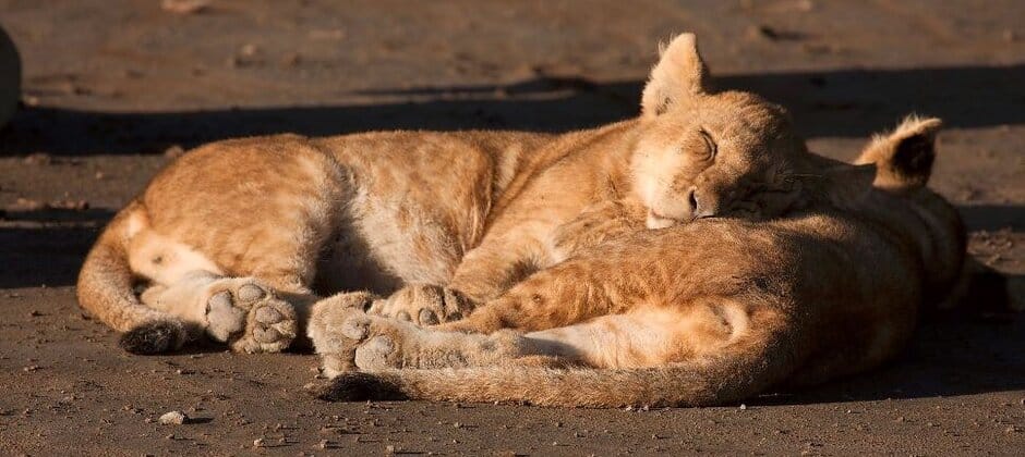 TWS2020: How mammals avoid getting caught sleeping - The Wildlife Society
