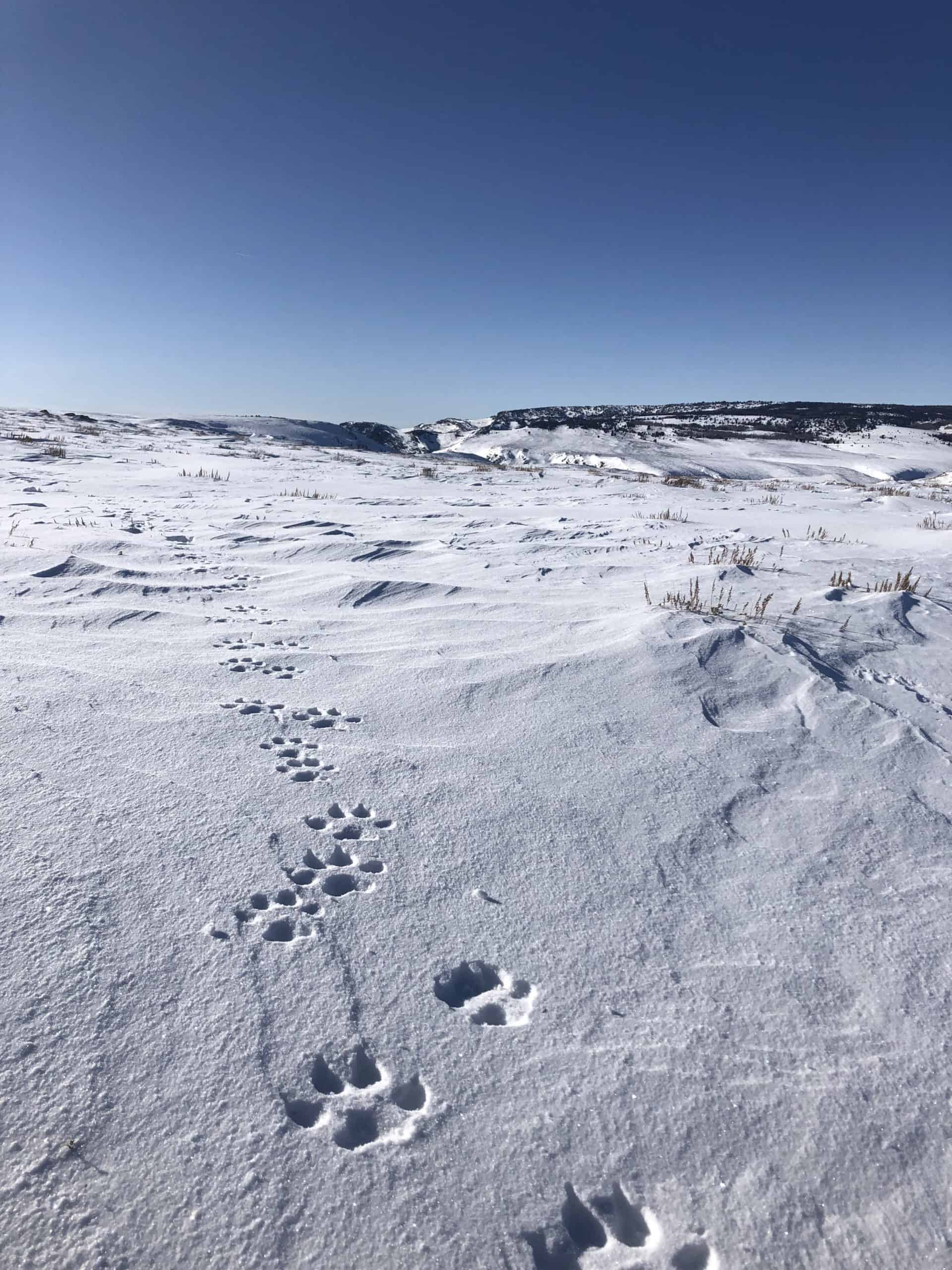 Colorado Prepares For Wolf Reintroduction The Wildlife Society