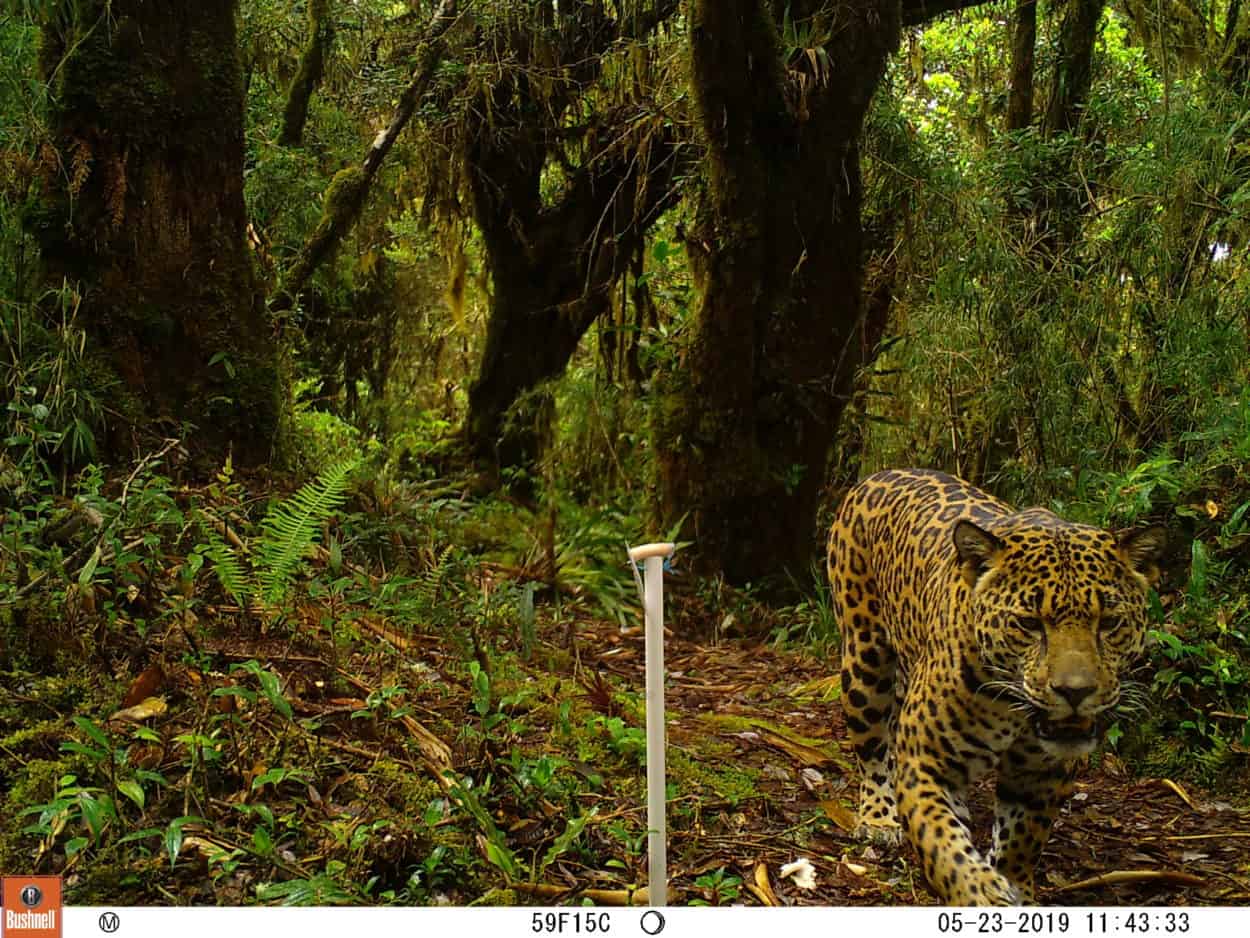 Wild Cam Costa Rica’s black panthers and elusive bush dogs The