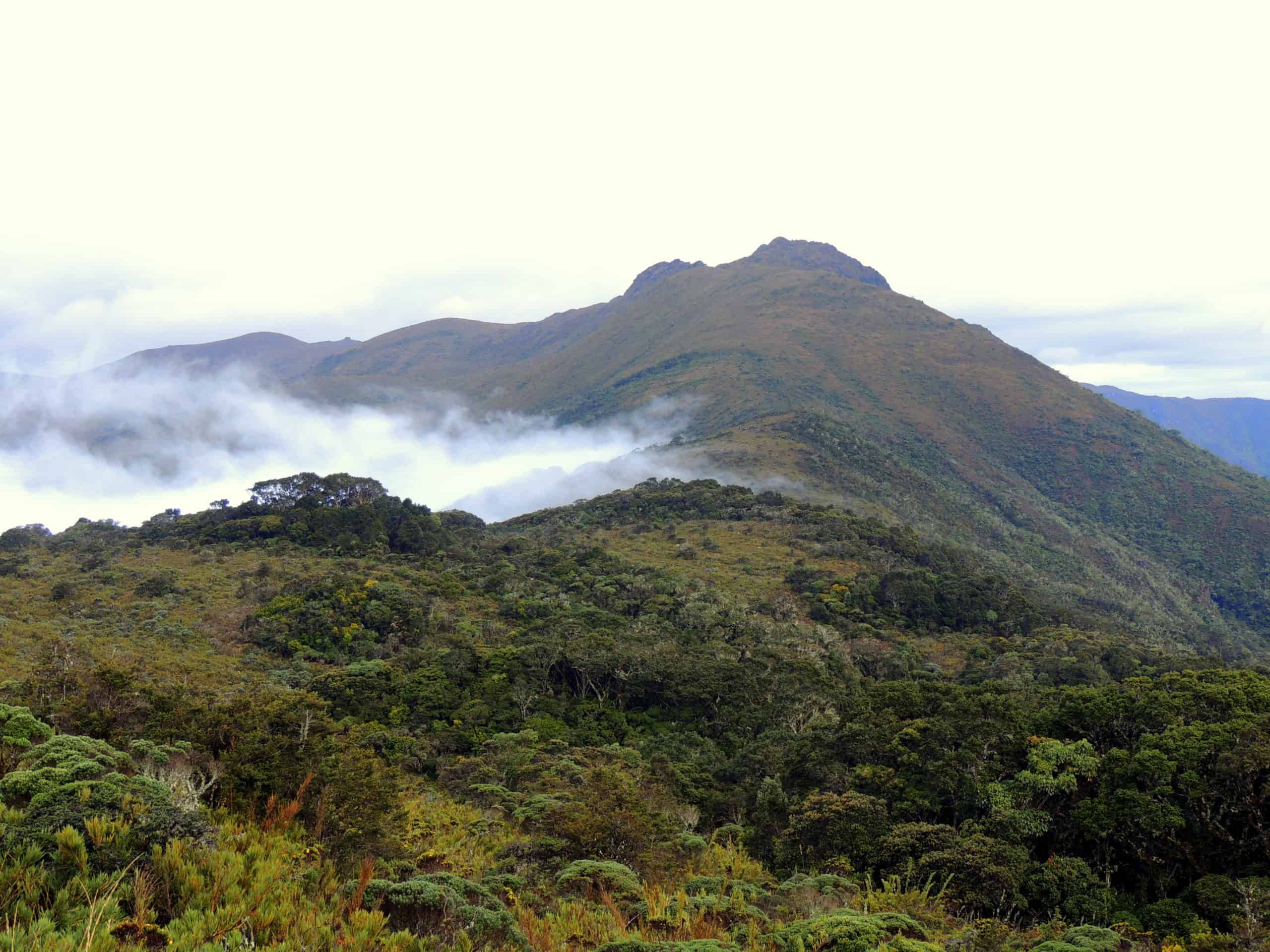 Costa-Rica-wild-cam-2-scaled