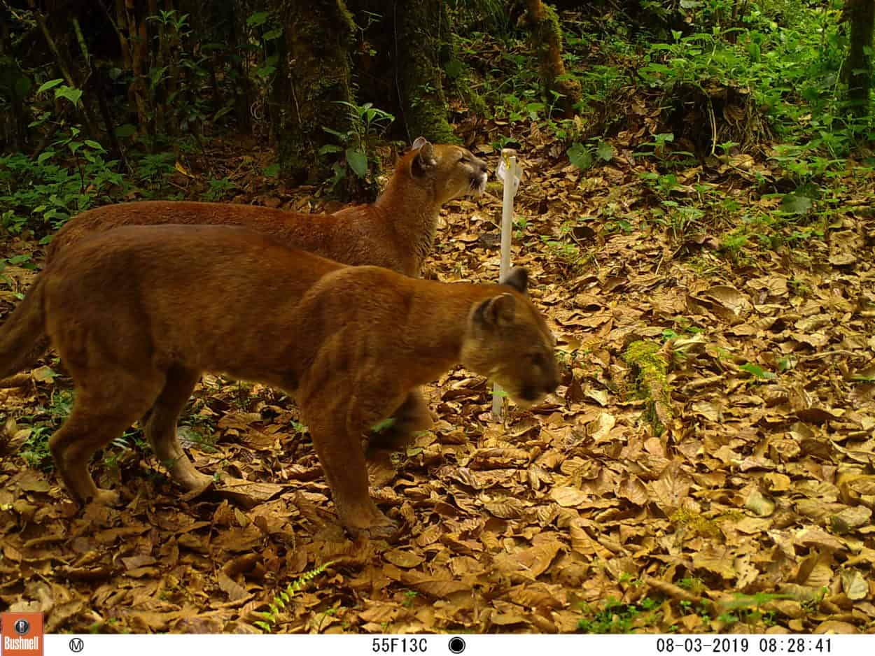 Wild Cam Costa Rica’s black panthers and elusive bush dogs The
