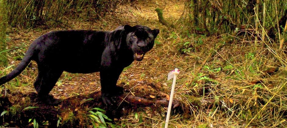 Wild Cam: Costa Rica's black panthers and elusive bush dogs - The Wildlife  Society