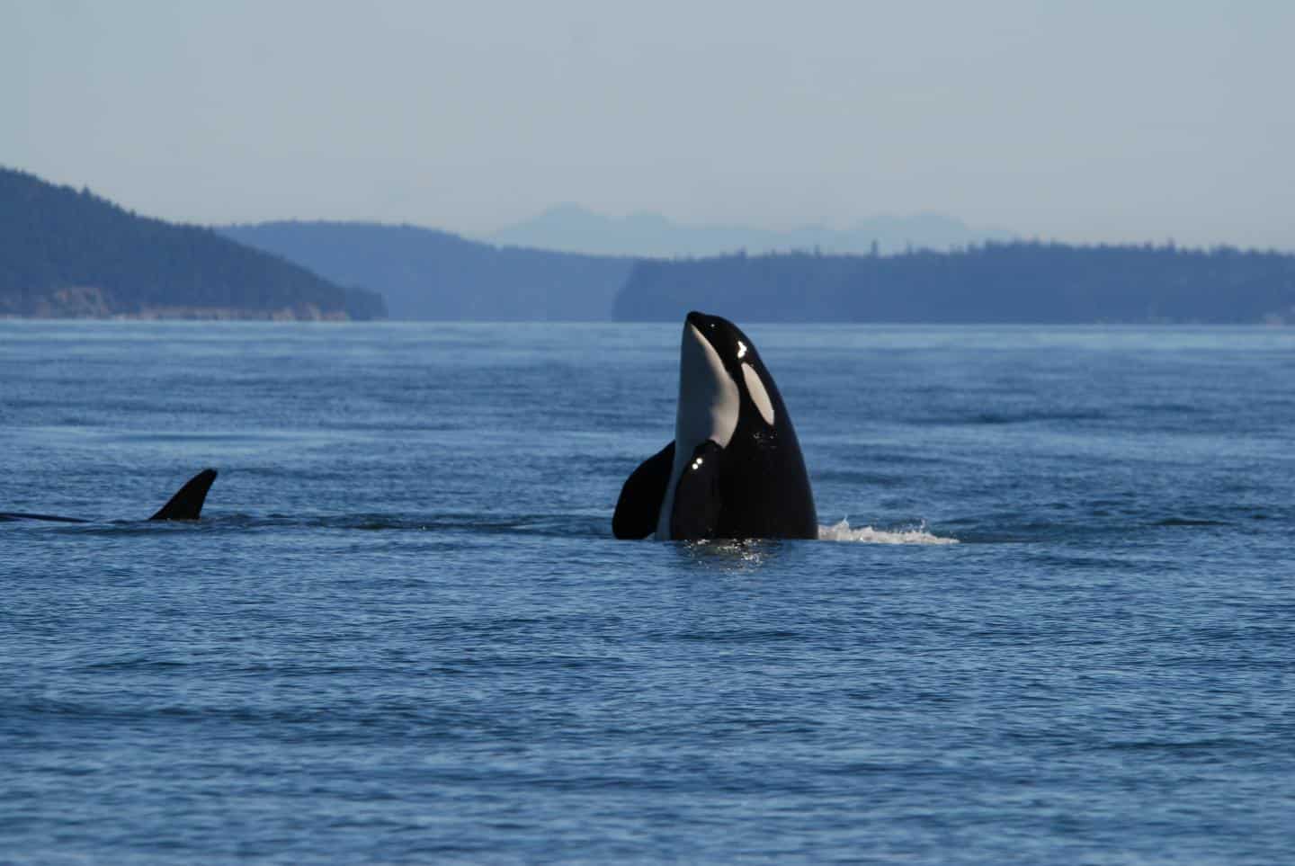 Finding humans’ role in killer whale deaths - The Wildlife Society