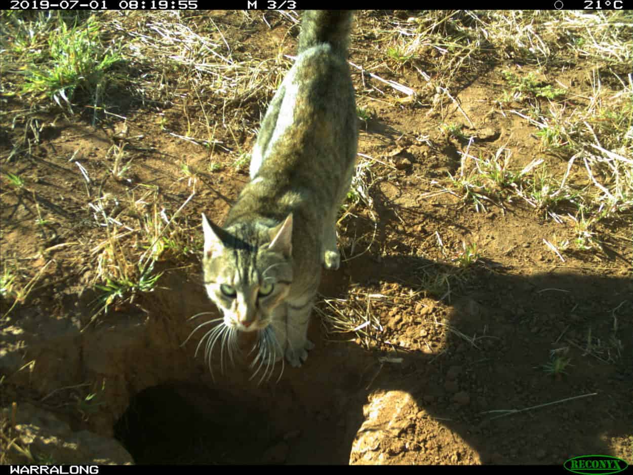 Wild Cam: Unearthing bilbies’ benefits - The Wildlife Society