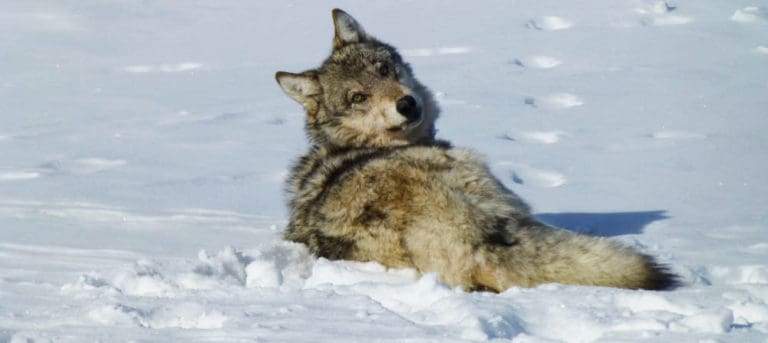 Colorado Takes Steps Toward Wolf Reintroduction The Wildlife Society