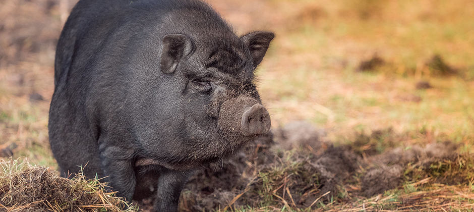 Pot-bellied pigs overrun Puerto Rico - The Wildlife Society