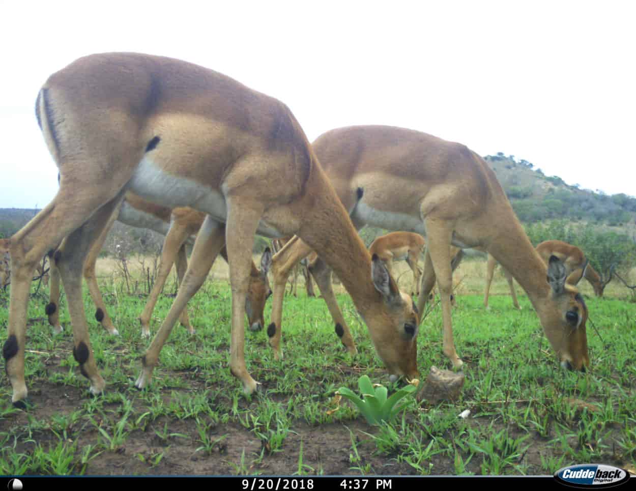 TWS2020 Herbivores, lions in South Africa exploit fire benefits The
