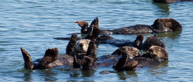 JWM: Researchers find unexpected sea otter hotspots - The Wildlife Society
