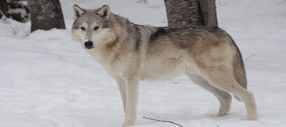 Download Lawsuit Challenges Gray Wolf Delisting The Wildlife Society