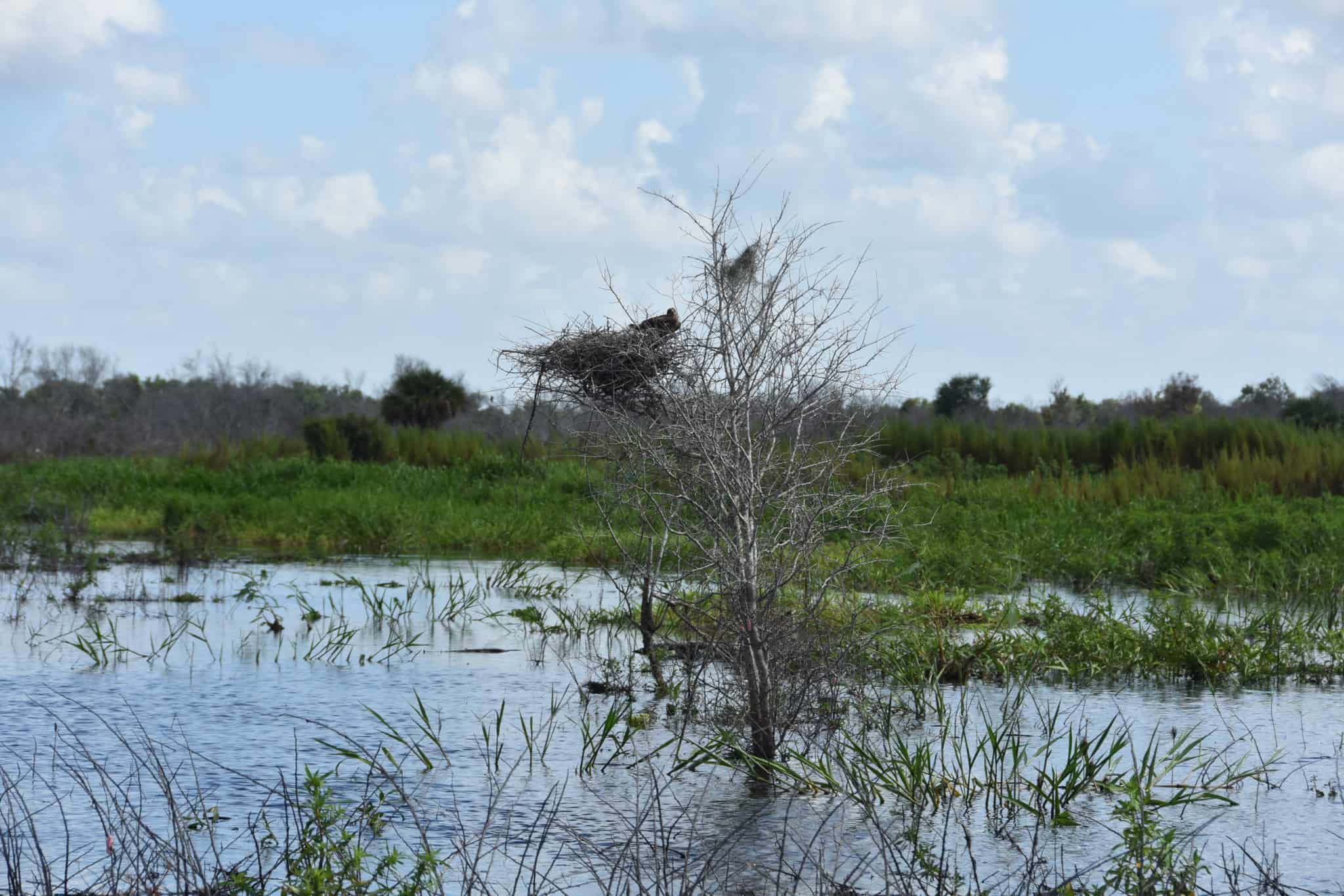 Endangered snail kites sensitive to Florida water levels The Wildlife